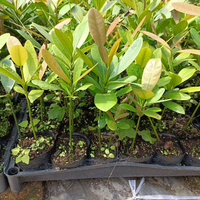 福木种苗台湾菲岛福树观叶盆栽庭院工程绿化树种