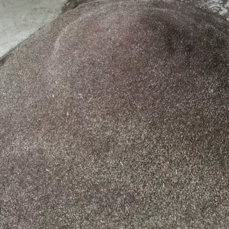 纯新荆芥籽