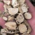 苦参中药材批发苦参质量保证量大从优