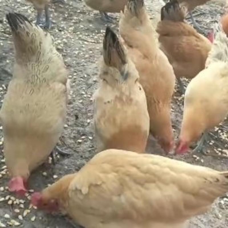 红瑶土鸡，淮南草土鸡可做种鸡，屠宰场，续养等