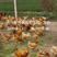 红瑶土鸡，淮南草土鸡可做种鸡，屠宰场，续养等