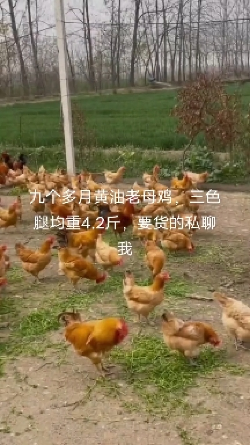 红瑶土鸡，淮南草土鸡可做种鸡，屠宰场，续养等
