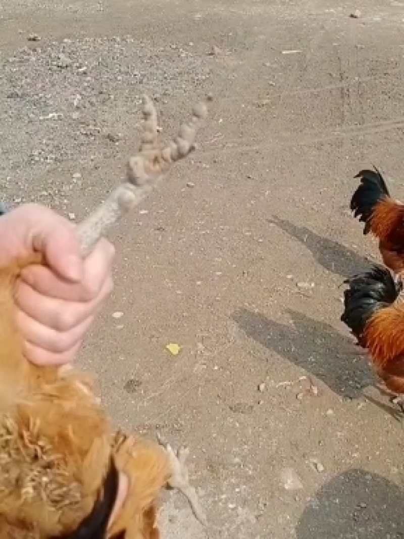 红瑶土鸡，淮南草土鸡可做种鸡，屠宰场，续养等