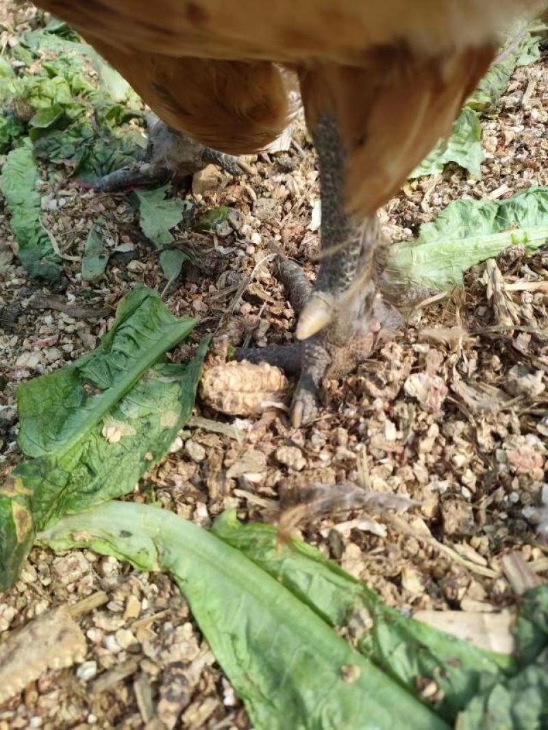 红瑶土鸡，淮南草土鸡可做种鸡，屠宰场，续养等