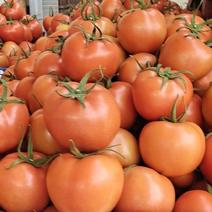 精品石头番茄量大从优可持续合作欢迎老板咨询采购