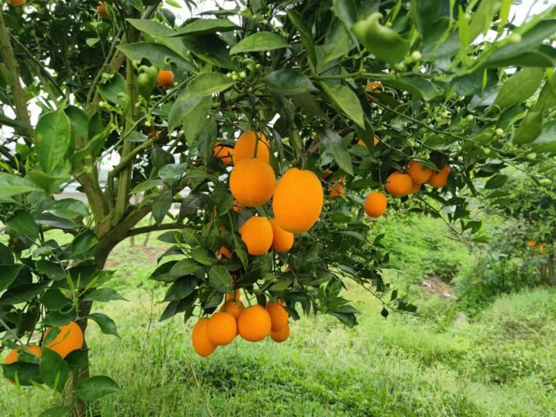 晚熟塔罗科8号、5号血橙，无干水硬度好水分足