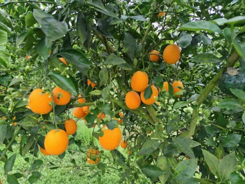 晚熟塔罗科8号、5号血橙，无干水硬度好水分足