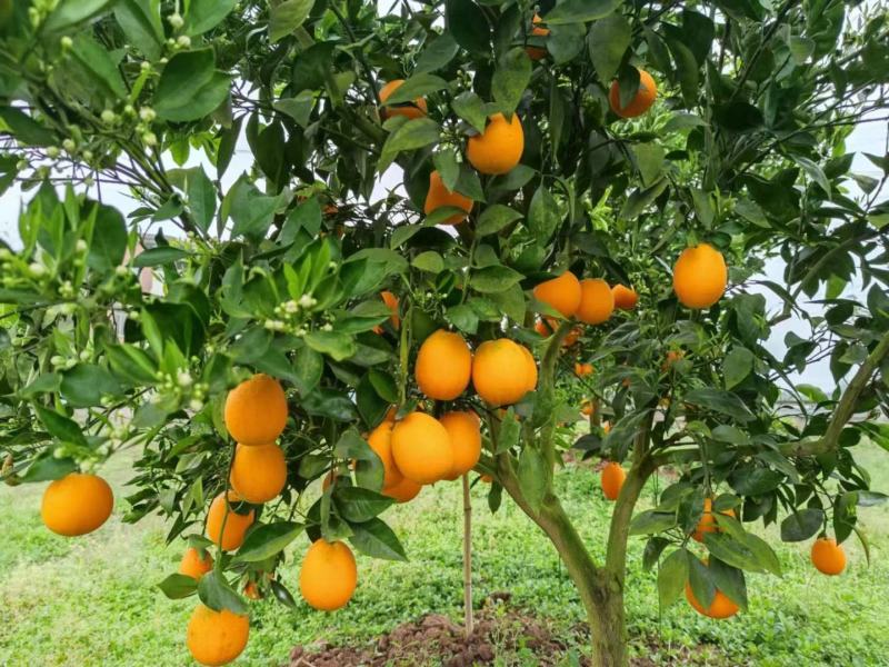晚熟塔罗科8号、5号血橙，无干水硬度好水分足