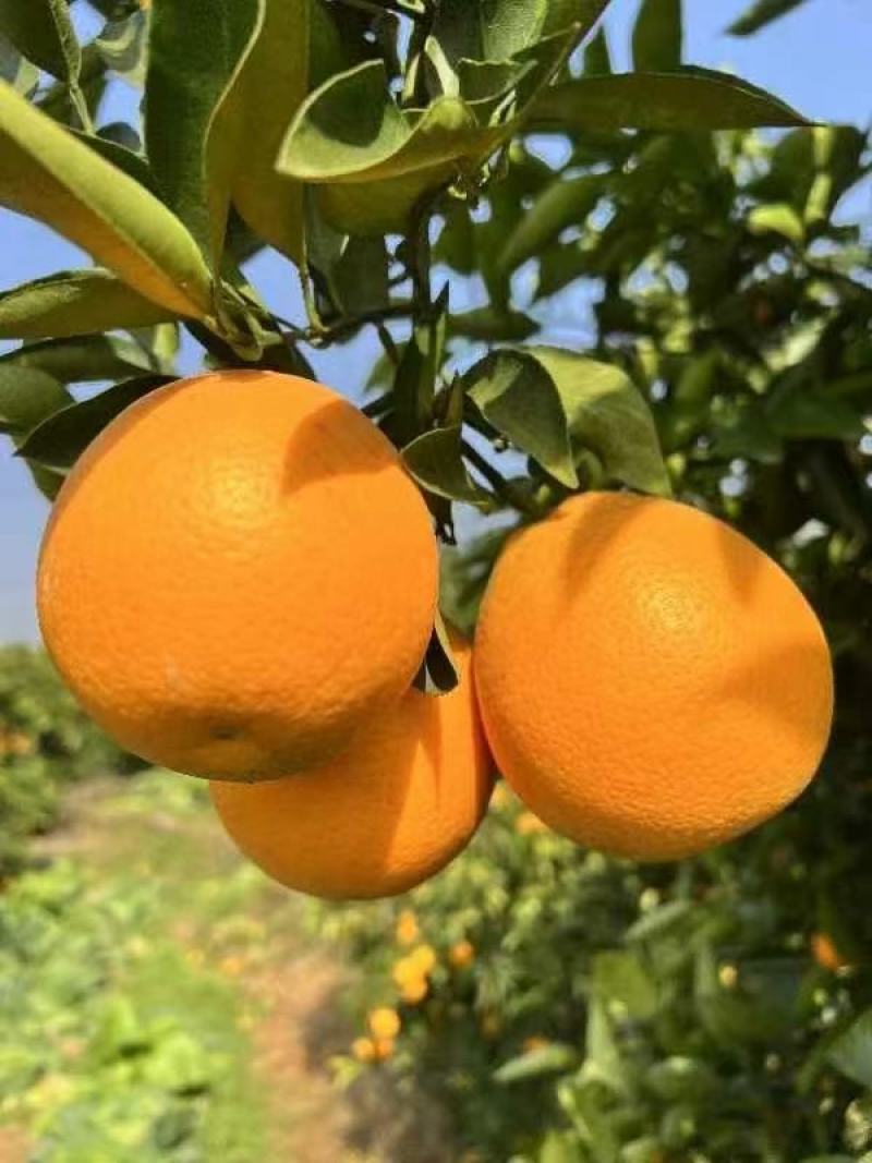 晚熟塔罗科8号、5号血橙，无干水硬度好水分足