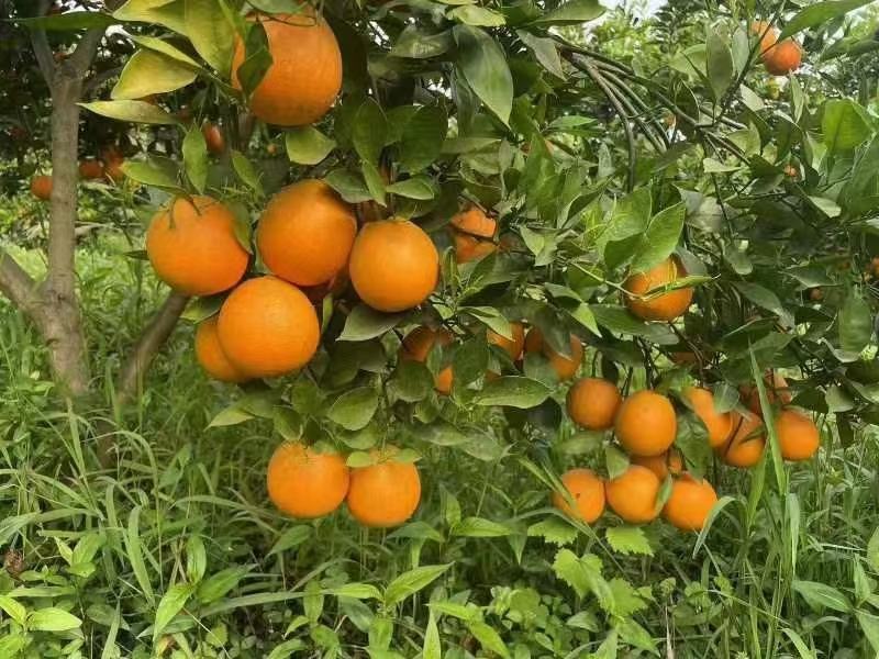 晚熟塔罗科8号、5号血橙，无干水硬度好水分足
