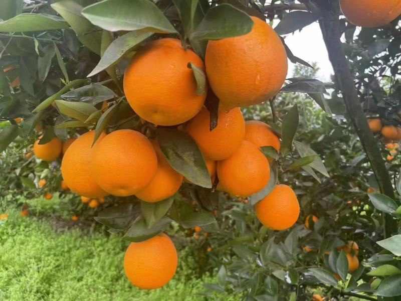 晚熟塔罗科8号、5号血橙，无干水硬度好水分足
