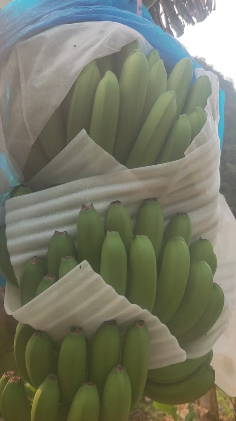 常规一代苗，价格实惠，性价比高