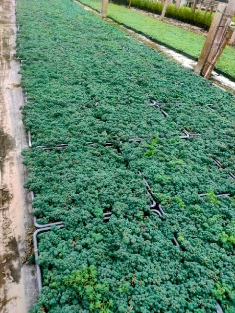 中华景天（薄雪万年草）质量过关，全网发货