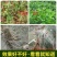 1000亿枯草芽孢杆菌微生物菌剂根腐立枯桶装菌肥水溶肥