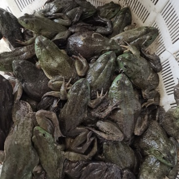 牛蛙大量到货，价格面议