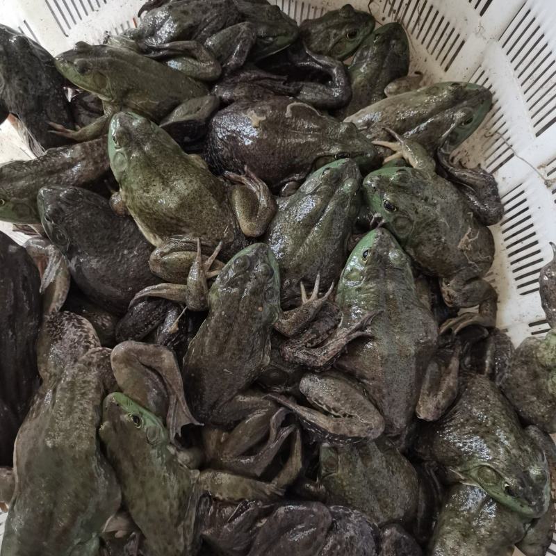 牛蛙大量到货，价格面议