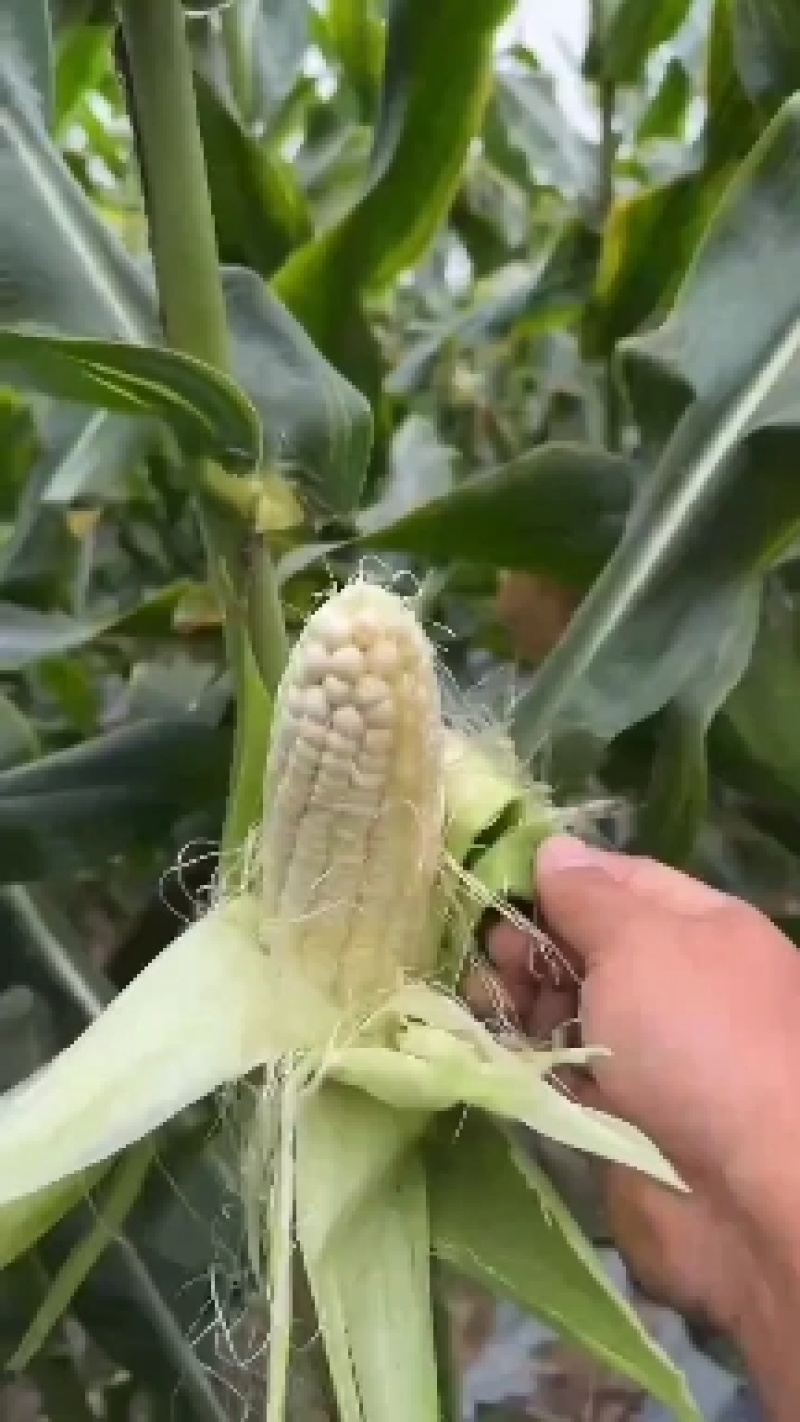 攀枝花白糯玉米大量上市中，需要的联系我