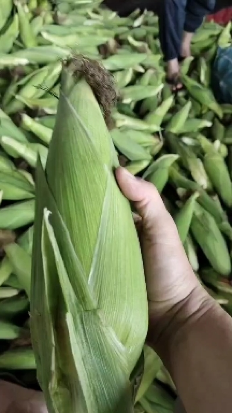 攀枝花白糯玉米大量上市中，需要的联系我