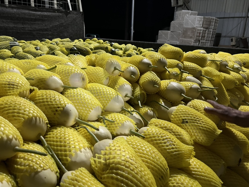 甜瓜与蜜瓜对比图