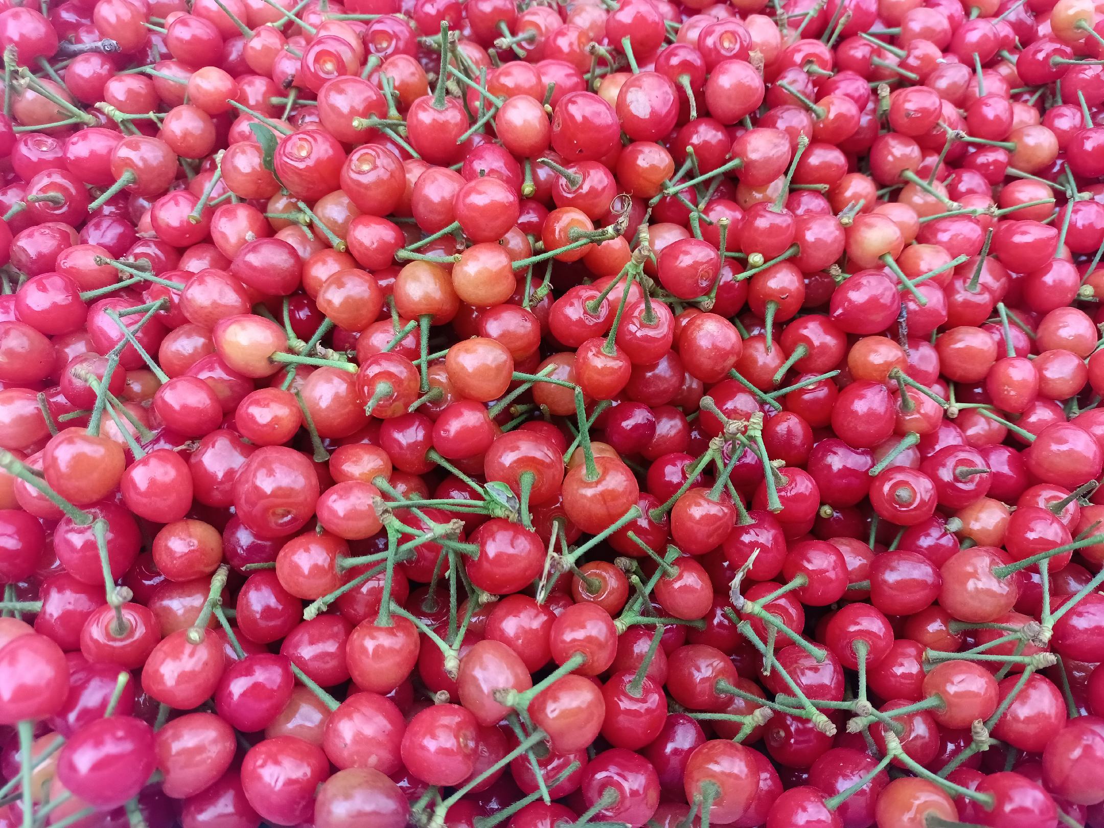 樱桃与羊肉的健康搭配示意图