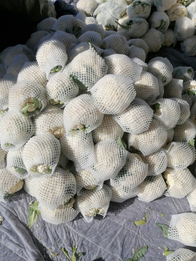 白花菜花1斤适中乳白