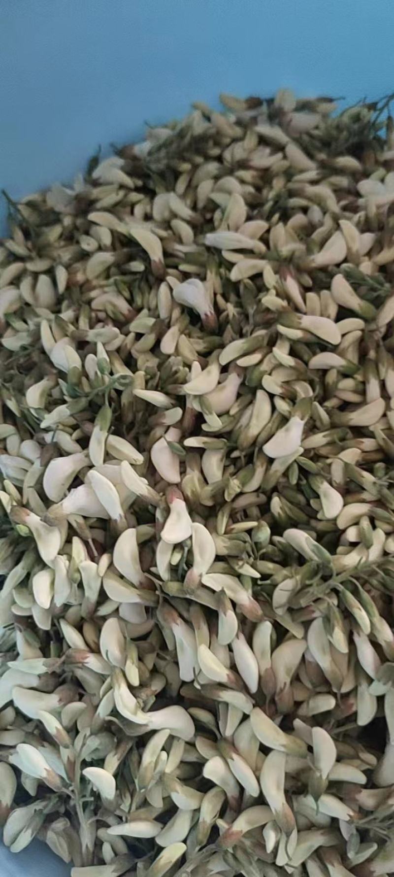 大量供应洋槐花，新鲜，干净，无杂质