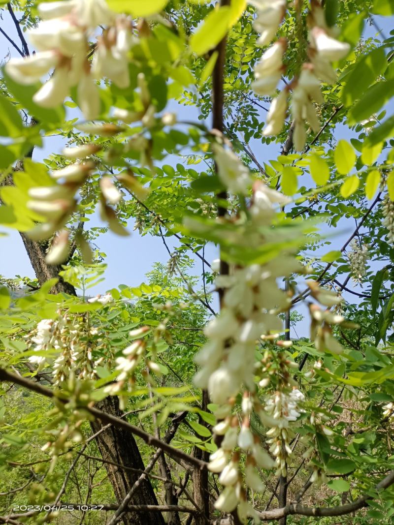 大量供应洋槐花，新鲜，干净，无杂质