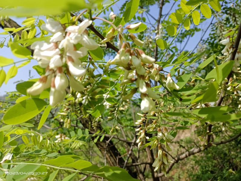 大量供应洋槐花，新鲜，干净，无杂质