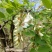 大量供应洋槐花，新鲜，干净，无杂质