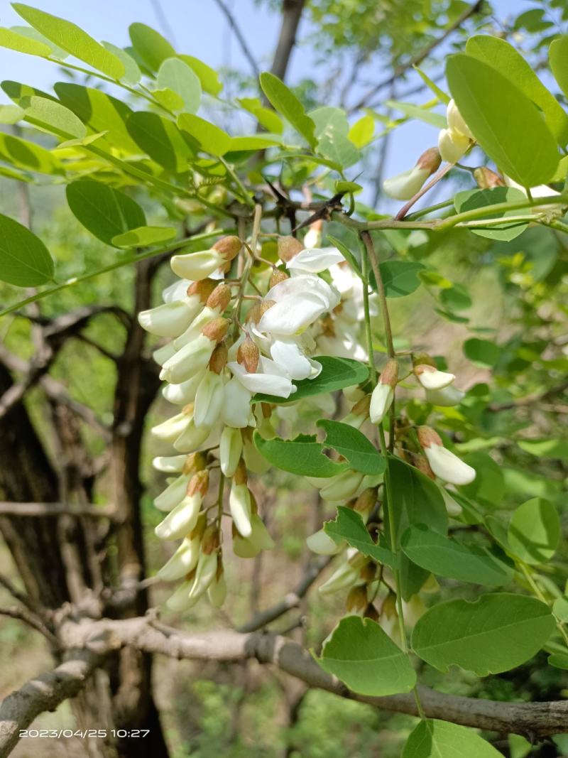 大量供应洋槐花，新鲜，干净，无杂质