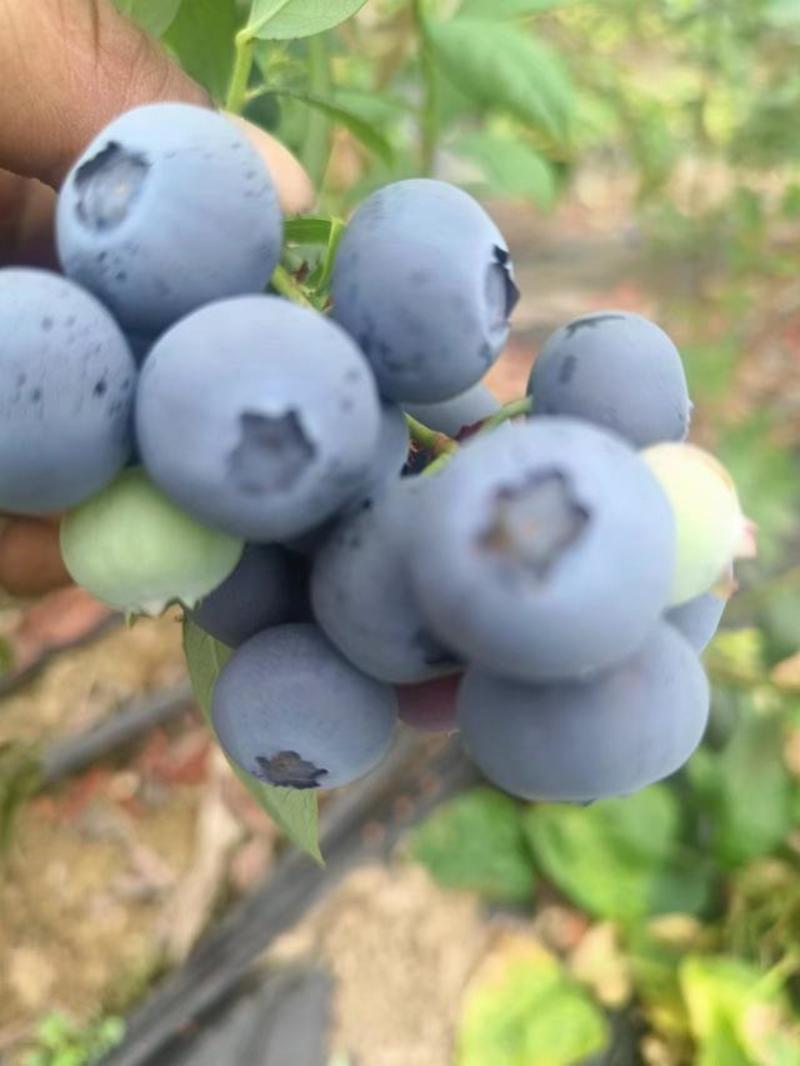产地直发蓝莓