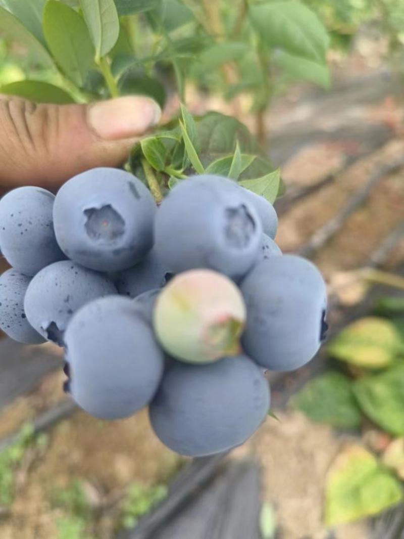 产地直发蓝莓