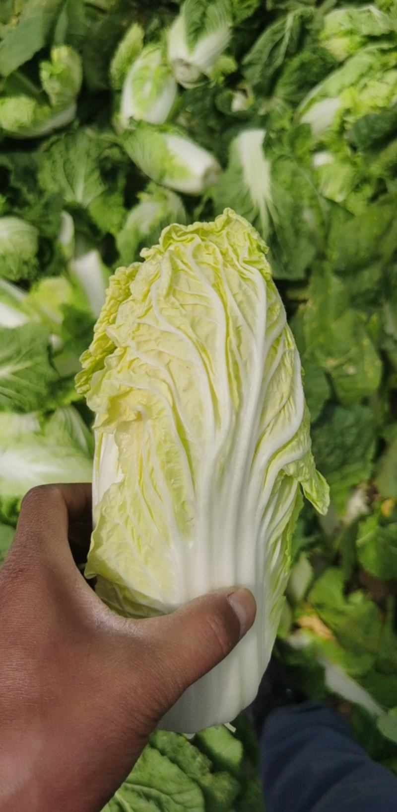 黄心娃娃菜大量上市