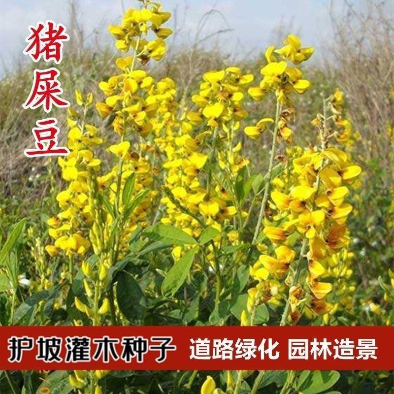 灌木系列猪屎豆种子椭圆叶猪屎豆护坡绿化新种子林木种子