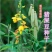 灌木系列猪屎豆种子椭圆叶猪屎豆护坡绿化新种子林木种子