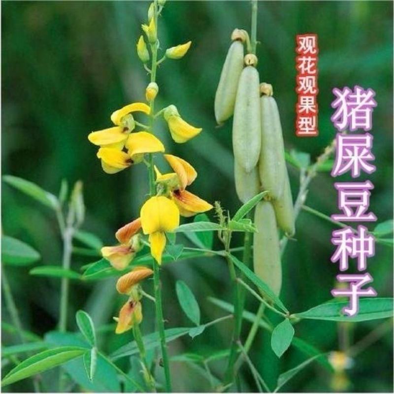 灌木系列猪屎豆种子椭圆叶猪屎豆护坡绿化新种子林木种子