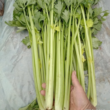 芹菜