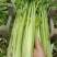 芹菜