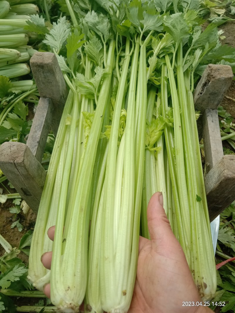 芹菜
