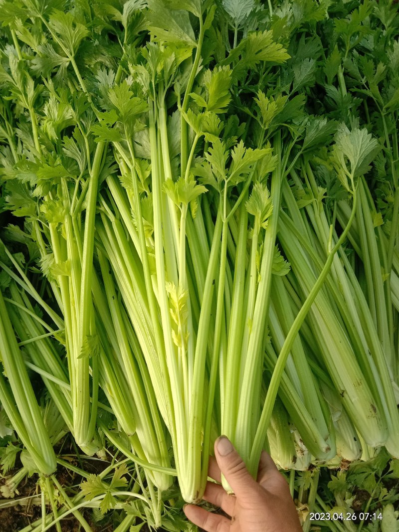 芹菜