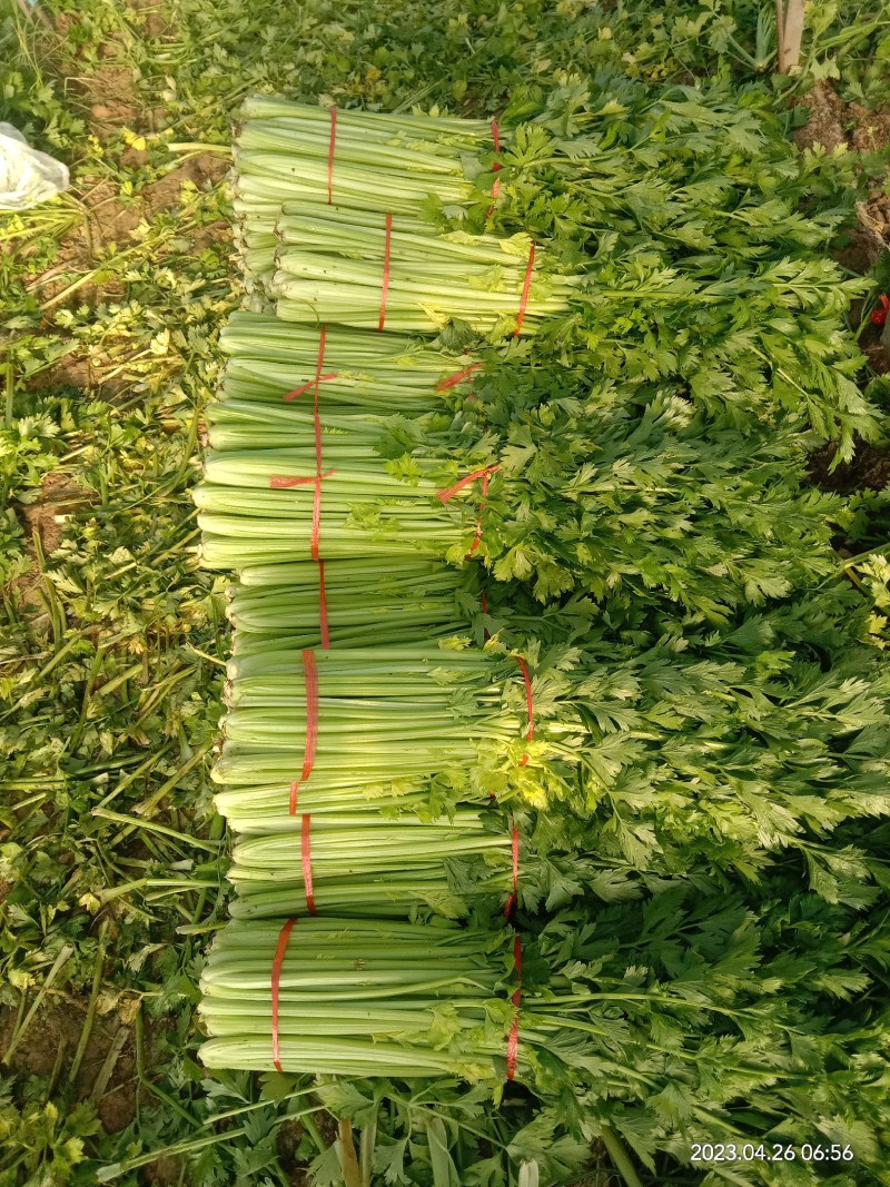芹菜