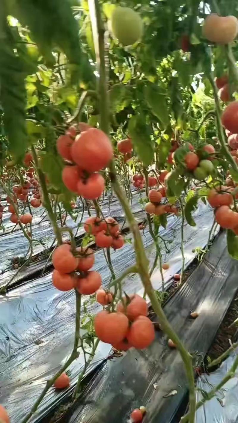 硬粉西红柿河北西红柿产地货源量大从优欢迎电联采购