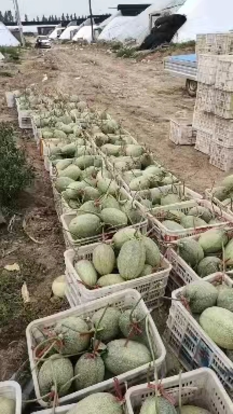 久红瑞甜瓜产地发量大从优欢迎全国老板前来考察洽谈合作