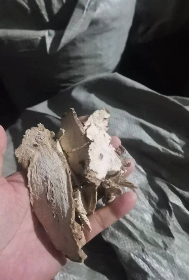 青阳参