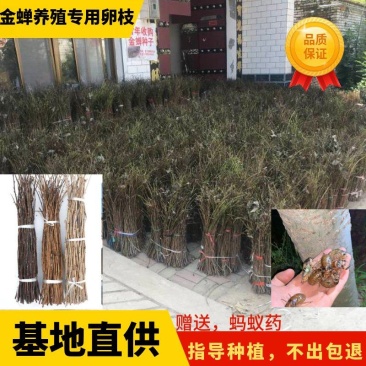 金蝉卵枝条养殖孵化产地批发大量有货要多少有多少幼苗