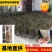 金蝉卵枝条养殖孵化产地批发大量有货要多少有多少幼苗