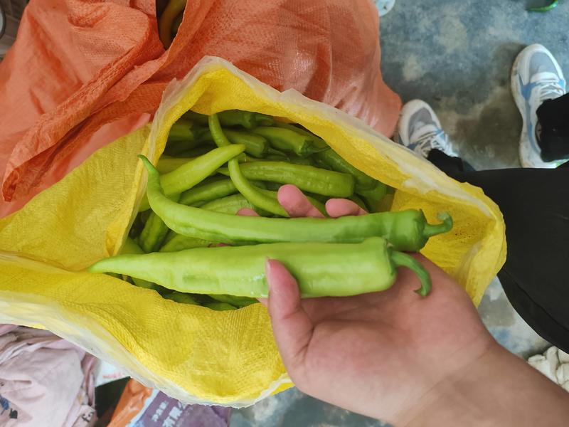 线椒，美辣，黄皮，洛椒，即将大量上市河南蔬菜基地发货