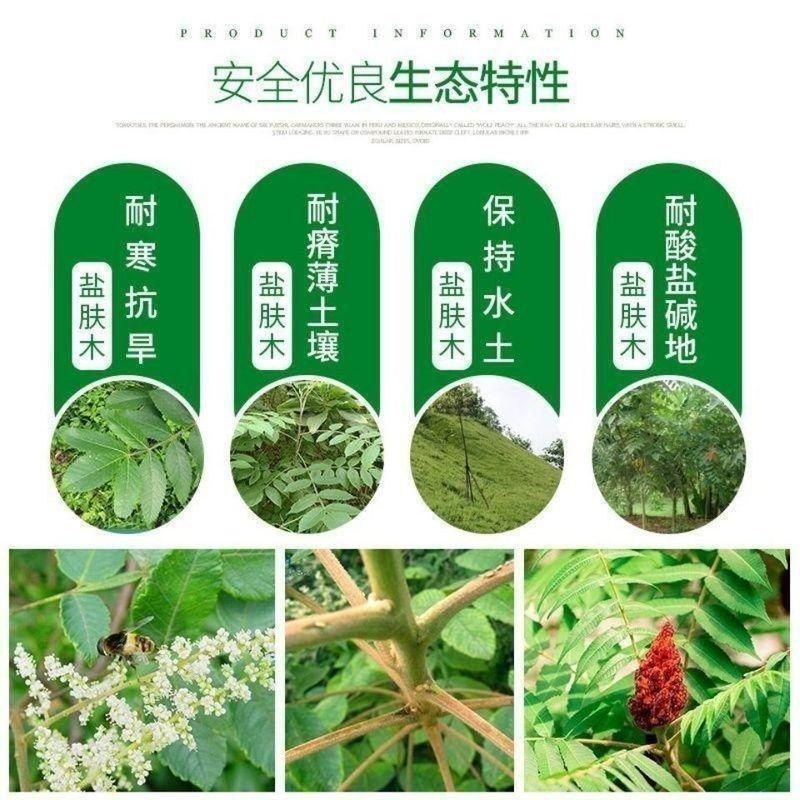 盐肤木种子蜜源树种子别名五倍子种子林木种子盐肤木树