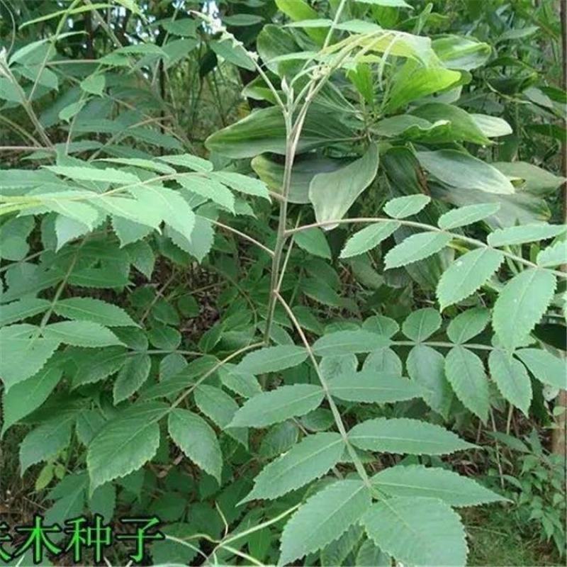 盐肤木种子蜜源树种子别名五倍子种子林木种子盐肤木树