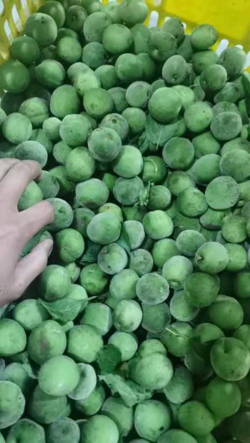 大量青梅上市，手摘的，棒打的都有